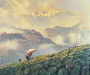 Zbieranie herbaty, Darjeeling, Indie, 1999
